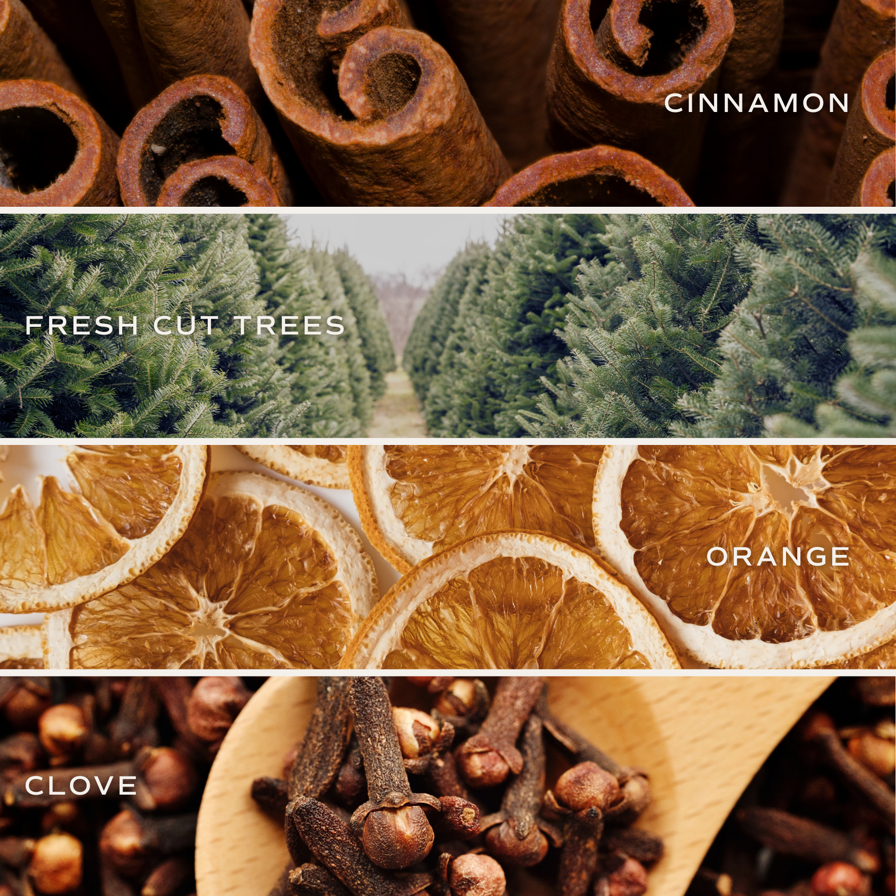 Collage of cinnamon sticks, fresh cut trees, orange slices, and cloves with labels.