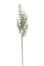 38 Inch Light Green Gunnii Eucalyptus Stem