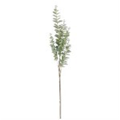 38 Inch Light Green Gunnii Eucalyptus Stem