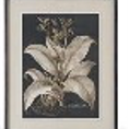 Framed botanical illustration of a plant on a white background