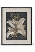Framed botanical illustration of a plant on a white background
