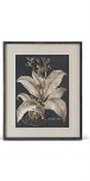 Framed botanical illustration of a plant on a white background