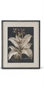 Framed botanical illustration of a plant on a white background