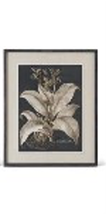 Framed botanical illustration of a plant on a white background