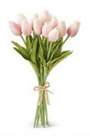 Bouquet of pink tulips tied with a string on a white background