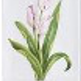 Illustration of a pink flower with green leaves on a white background